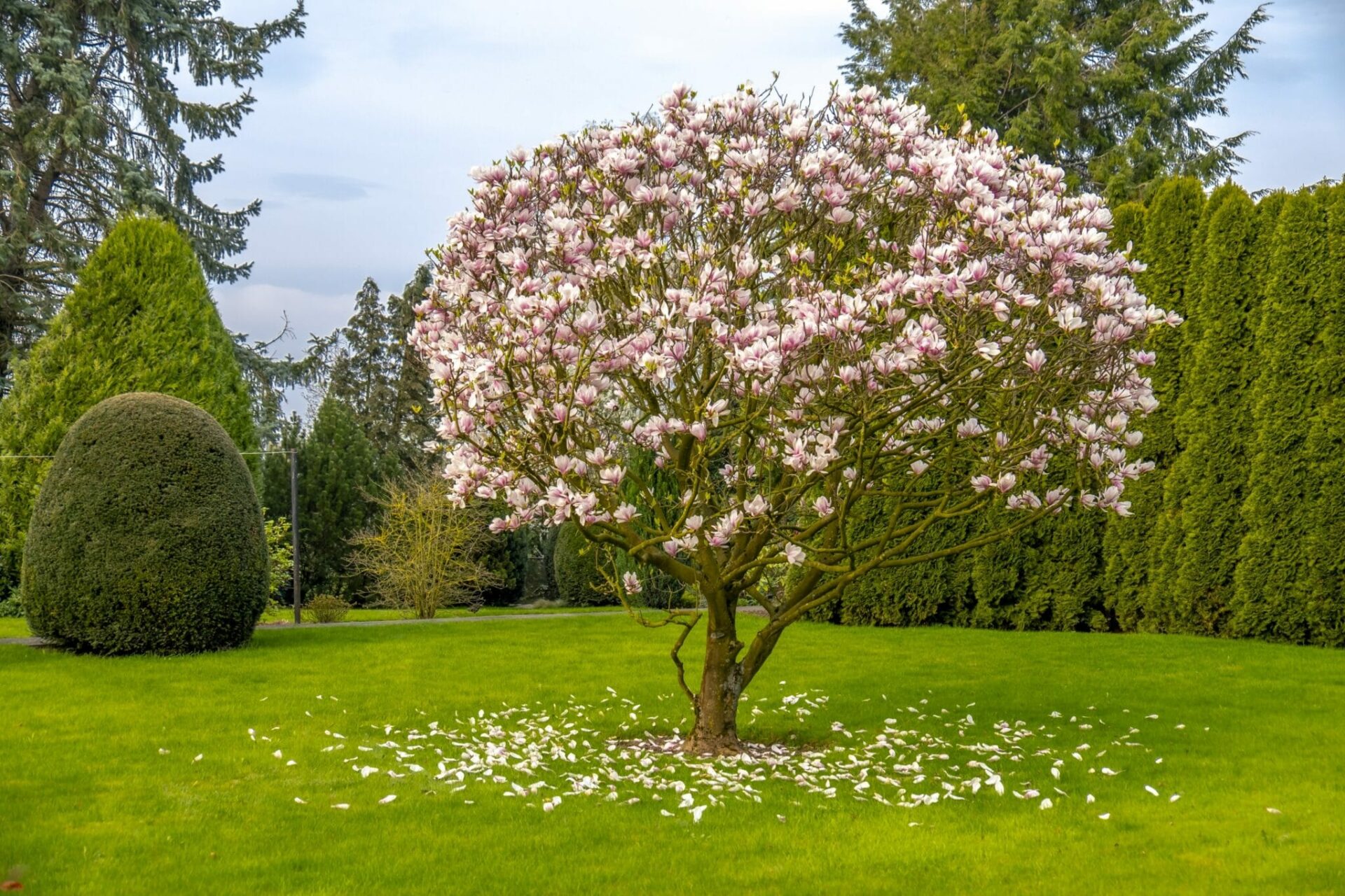 How to Prune a Jane Magnolia: Keep Your Tree in Shape