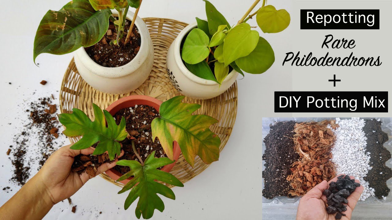 DIY Philodendron Potting Soil: Make Your Own Blend at Home!