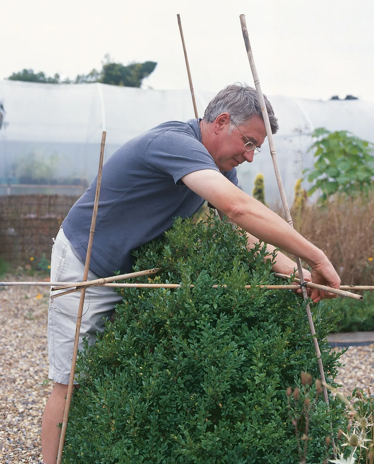 Pruning hawthorn: easy tips to keep your hedges healthy and looking great