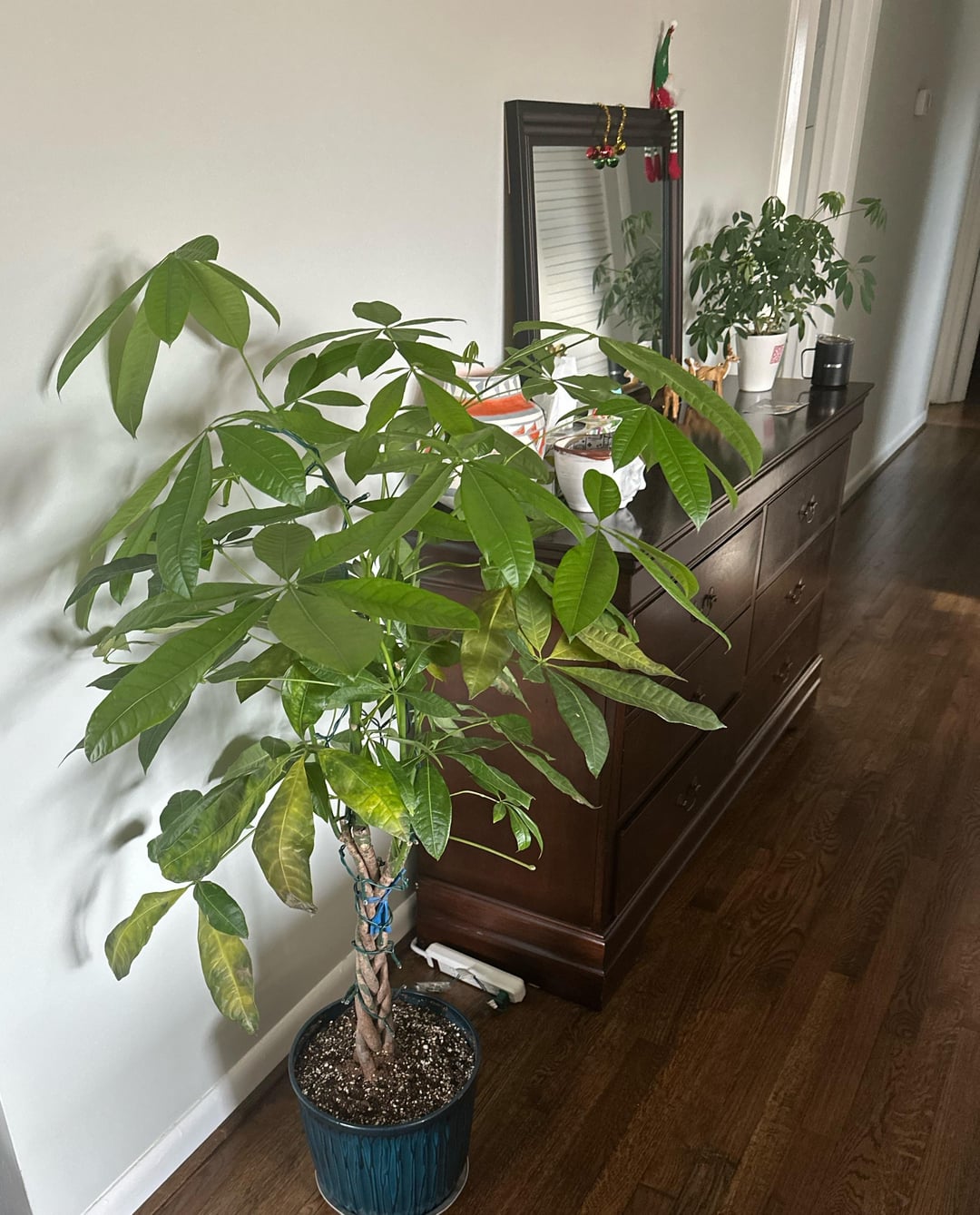 Can a money tree survive in low light? Tips to keep your money tree low light healthy.