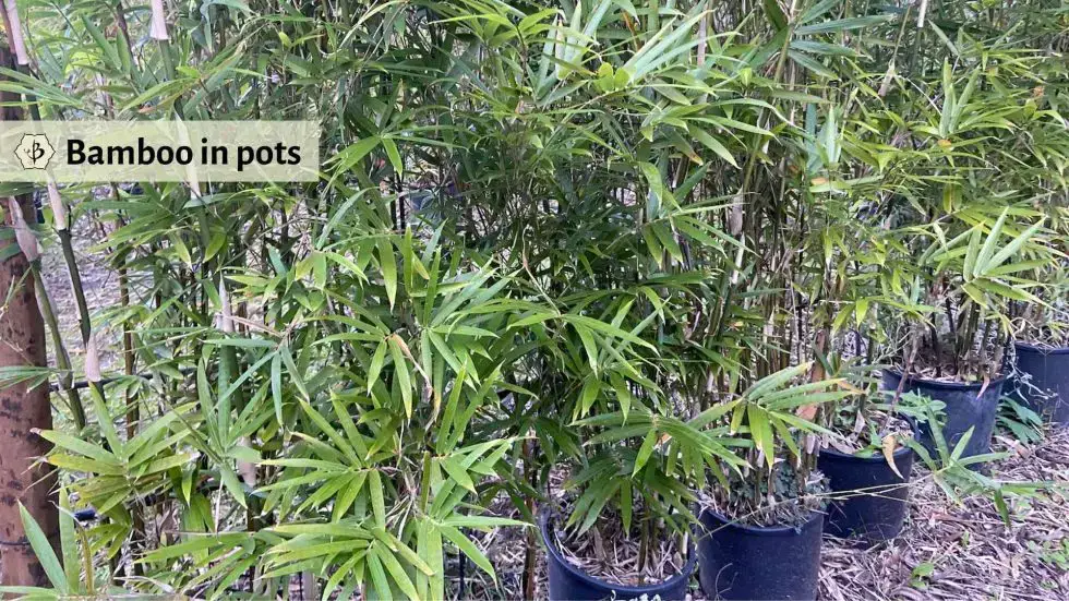 Bamboo Flowerpot: Are They Good for Plants? (Pros and Cons You Need to Know)