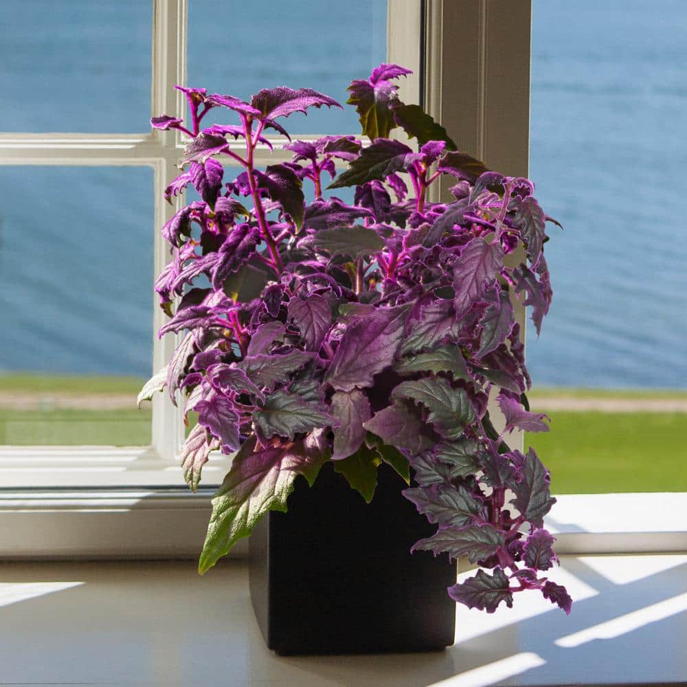 How to Care for a Purple Passion Plant? Get the Best Result at Home