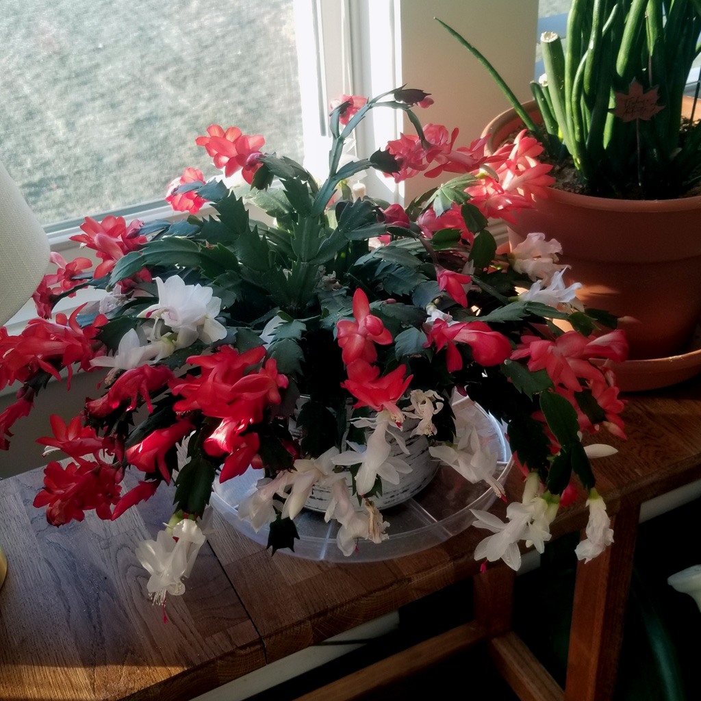 Christmas cactus with lights: best practices. Brighten your home this holiday season!