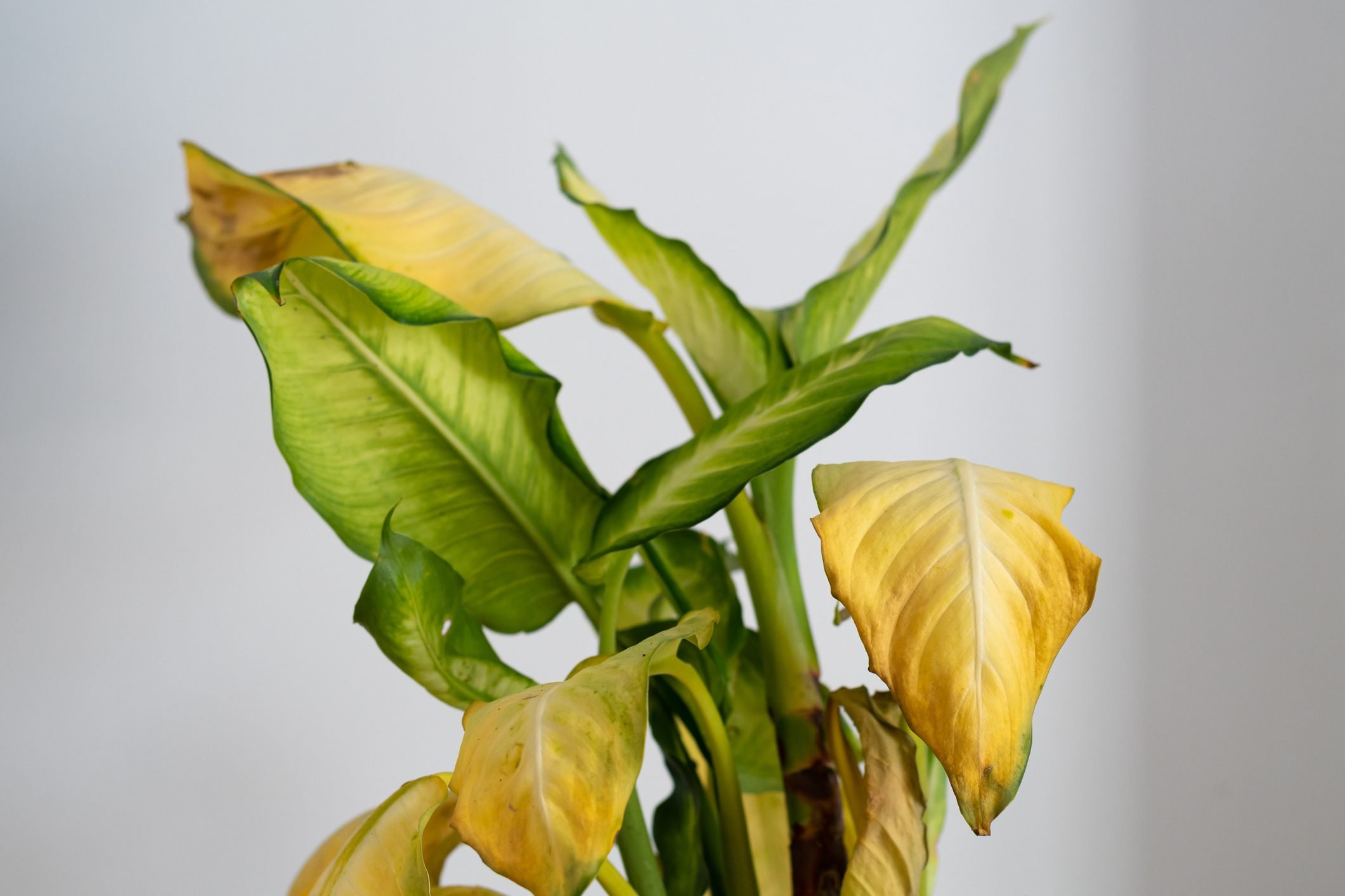 Signs of Overwatering Your Plants: How to Tell If Youre Giving Too Much Water!