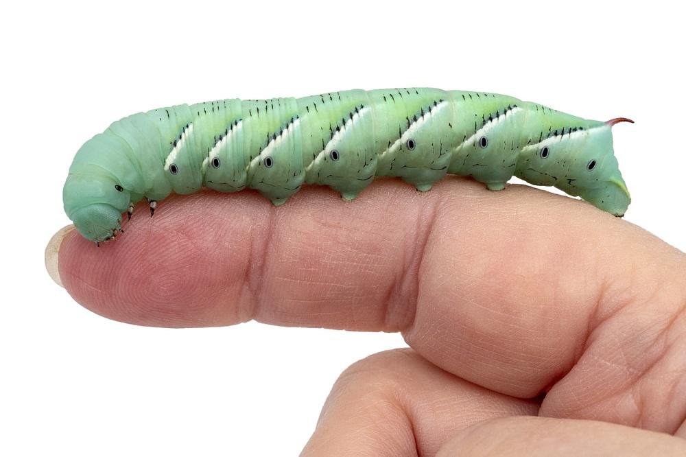 How to Care for Hornworms: Easy Steps for Beginners (Keep Your Hornworms Happy and Healthy)