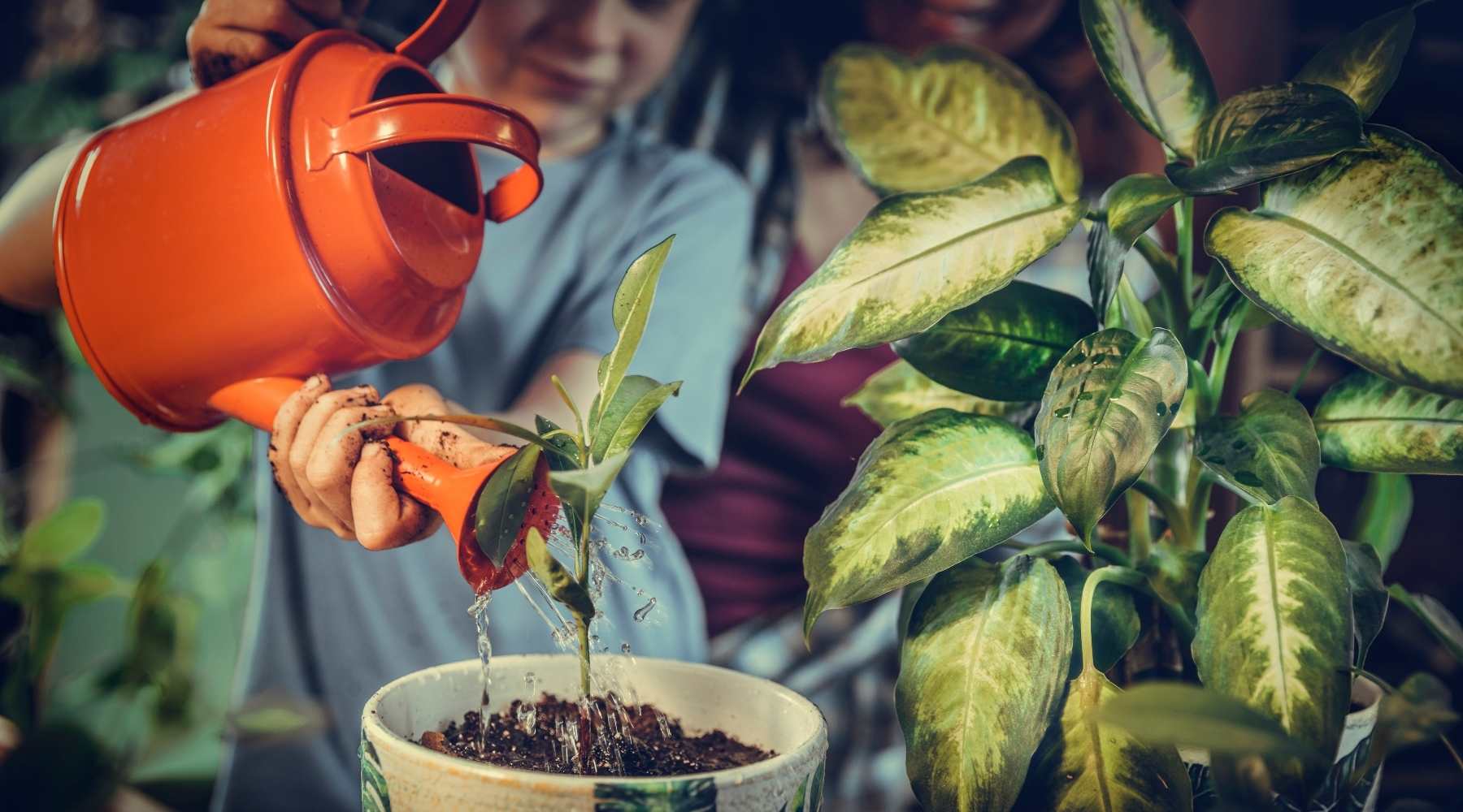 Alocasia Watering Needs: Simple Tips to Keep Your Plant Happy