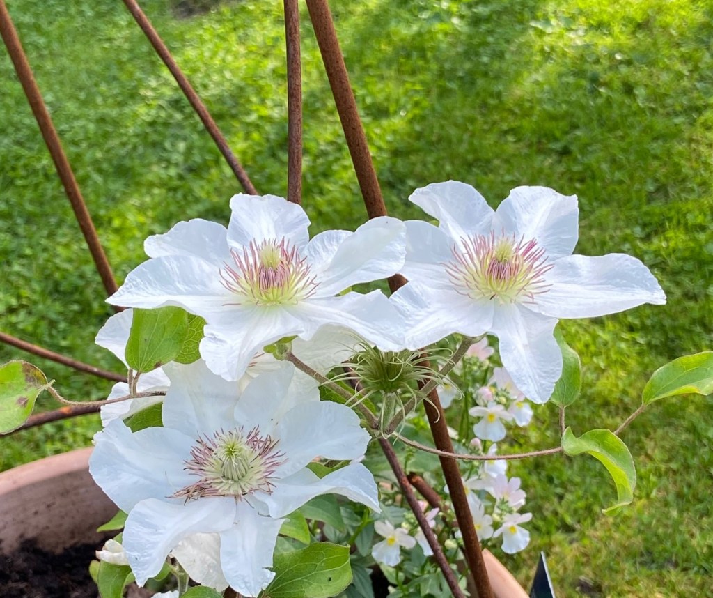 How to Handle Clematis Care in Fall: Follow These Easy Steps