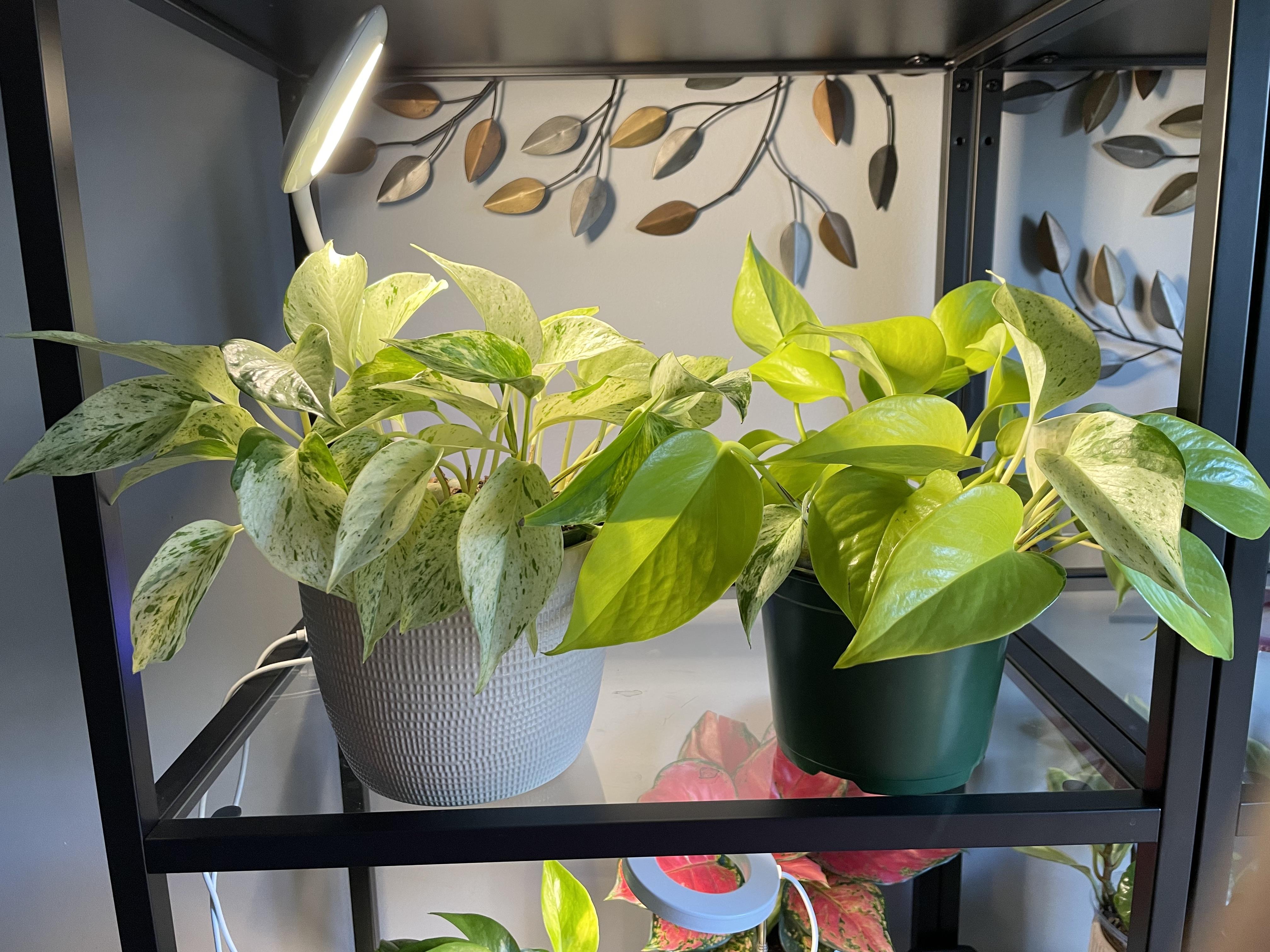 Ideal Light for Pothos: How Much Light Do Pothos Need to Grow Well?
