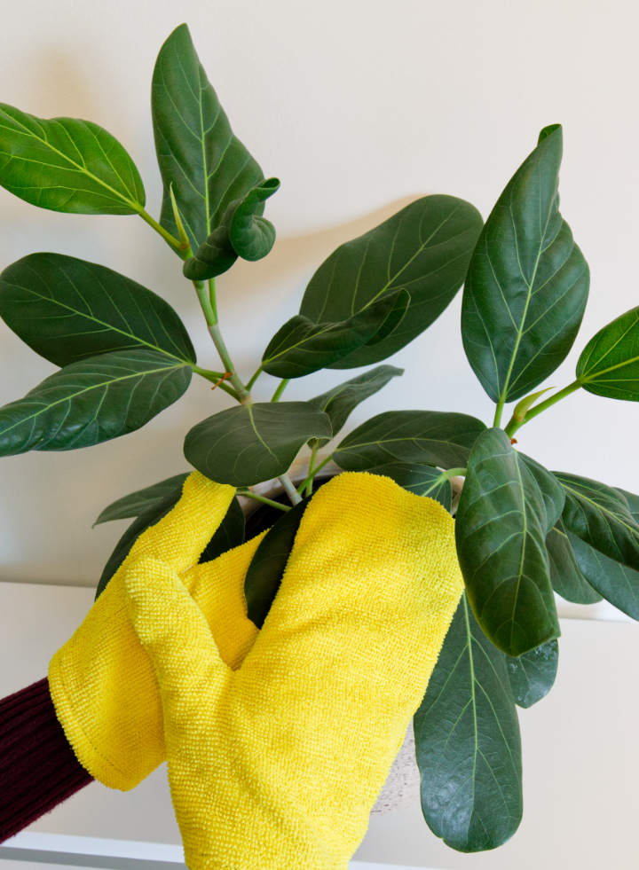 Easy Ways to Use Plant Cleaning Gloves: Keep Your Green Friends Happy