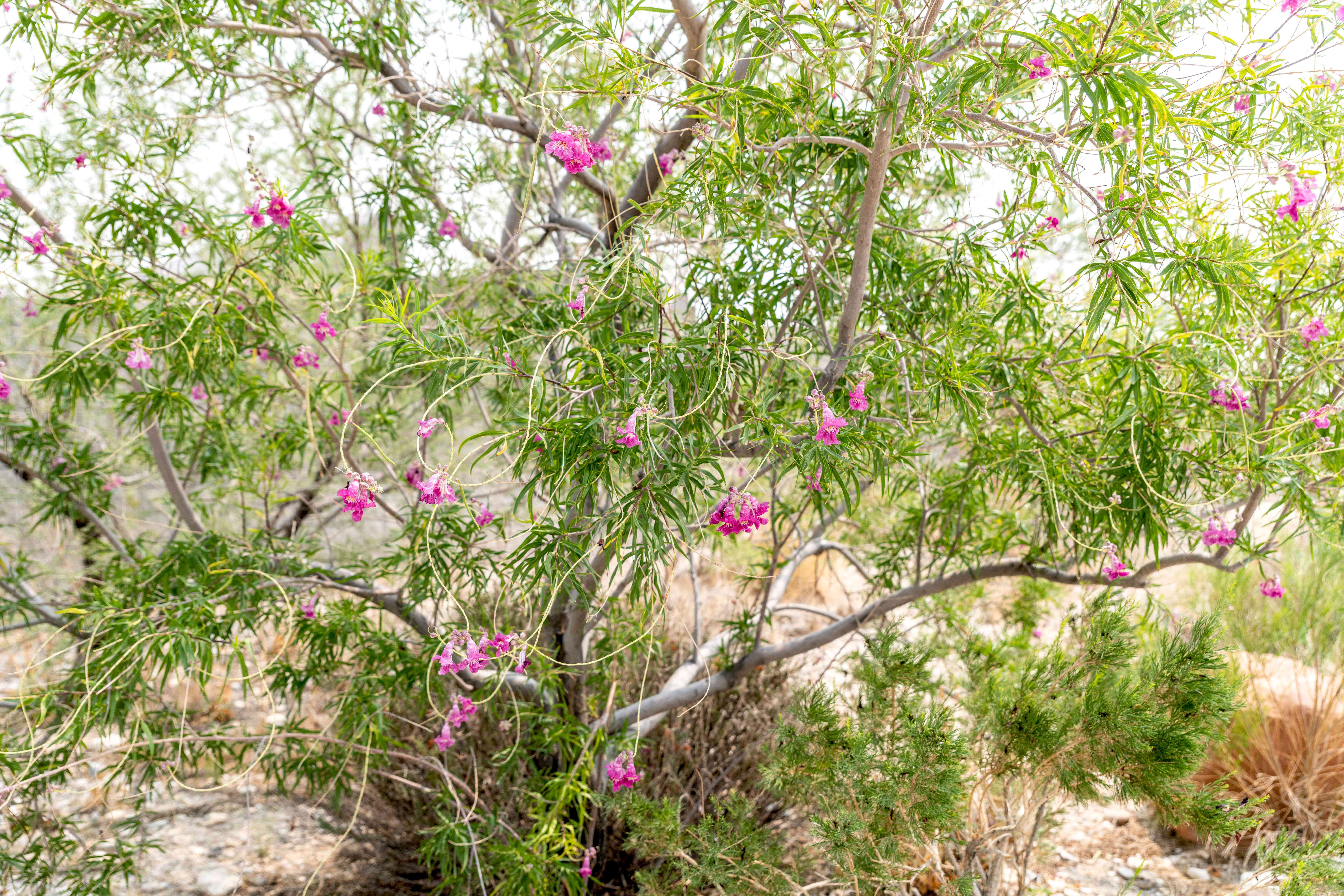 Why Pruning Desert Willow is Important? (Simple Tips for a Beautiful and Healthy Tree)