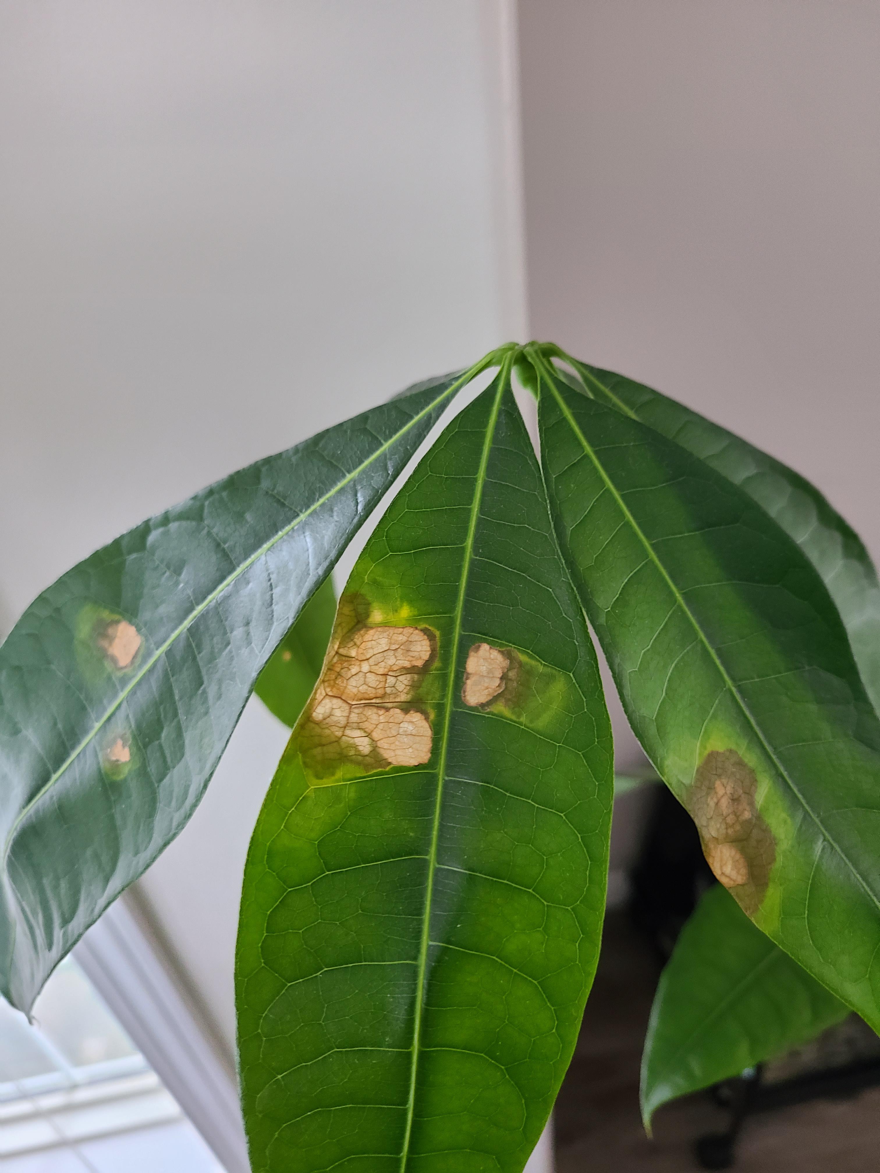 Money tree plant diseases: Easy ways to spot and treat them now!