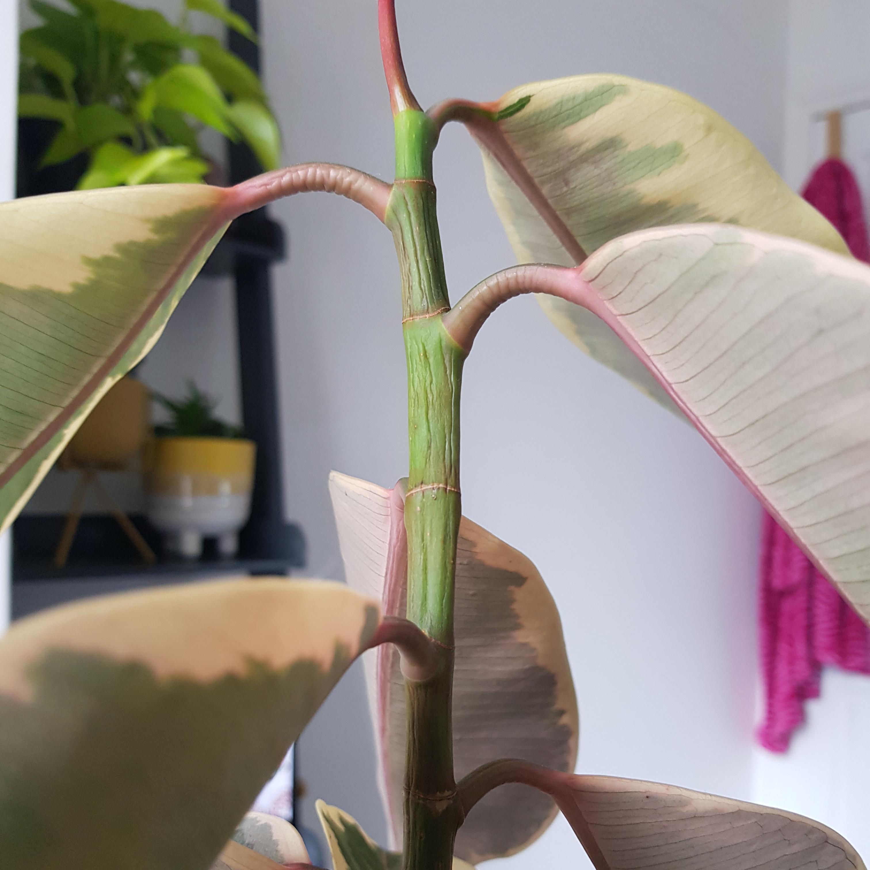 Overwatering Rubber Plant What to Do: My Rubber Plant is Dying Help Me!