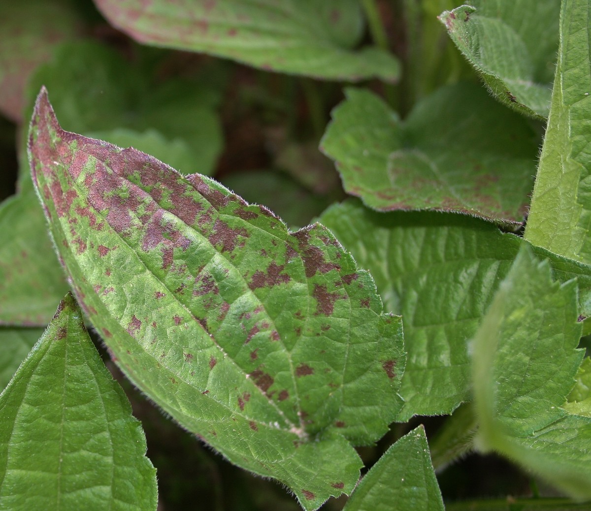 Uh Oh! Black-Eyed Susan Pests Diseases? Dont Worry, Heres the Simple Fix You Need