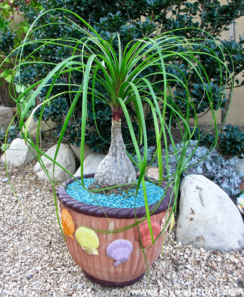 Ponytail Palm Temperature Tolerance: Here Are The Best Ways To Protect Them