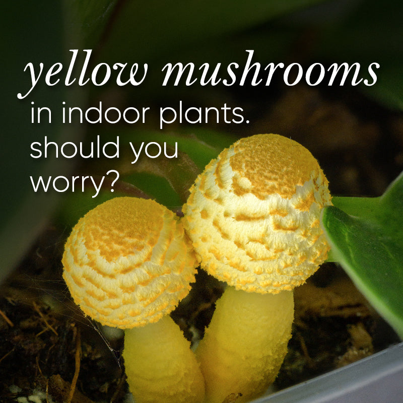 Yellow Mushrooms in Potting Soil: What Causes Them and Are They Harmful?