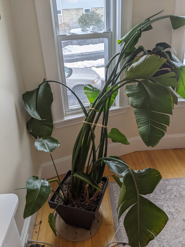 Bird of Paradise Droopy? Overwatering Might Be the Problem, See Solutions