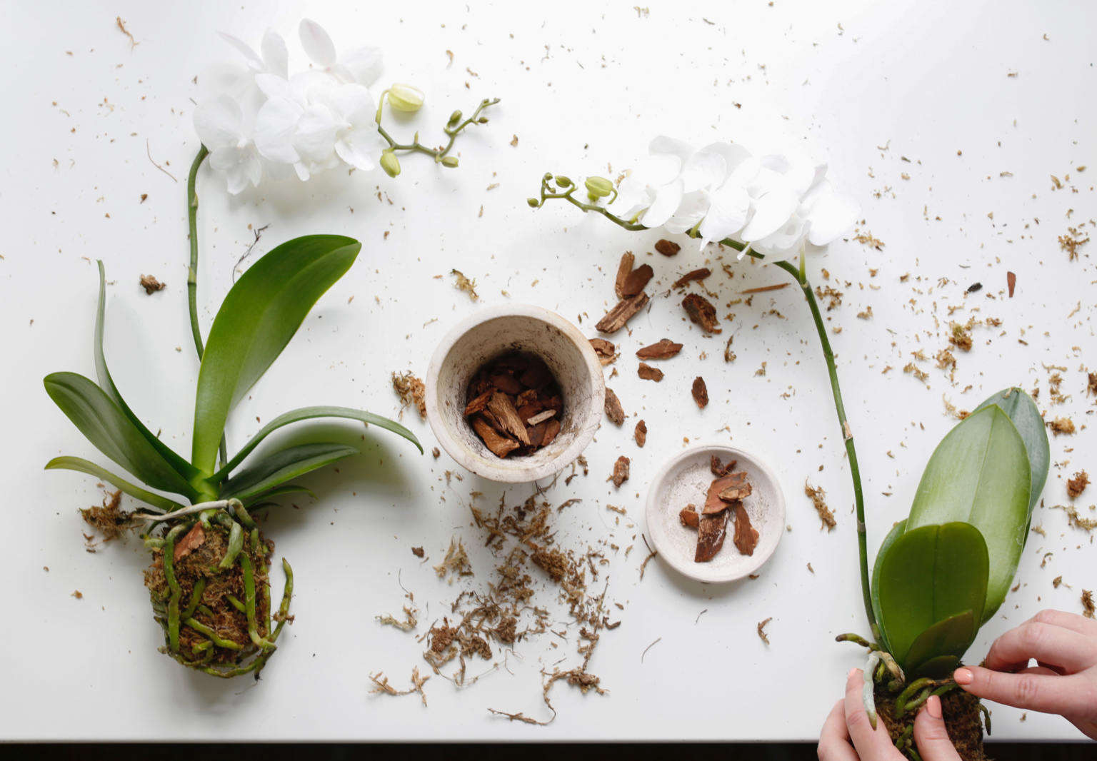 Repotting Orchids in Bloom: Is It Safe? Heres a Step-by-Step Guide!