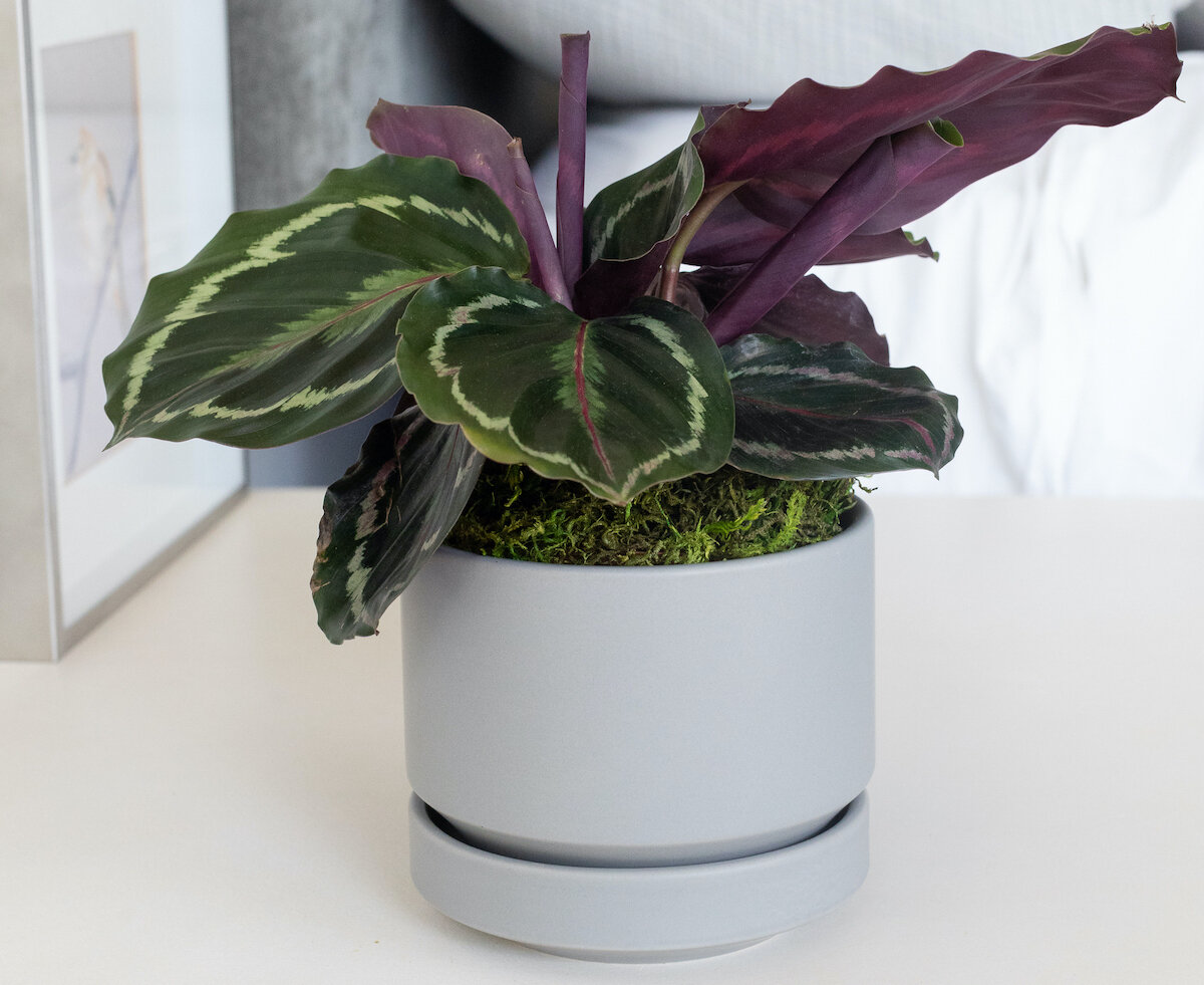 Calathea Temperature Tolerance: Avoid These Mistakes! Learn How to Keep it Alive!