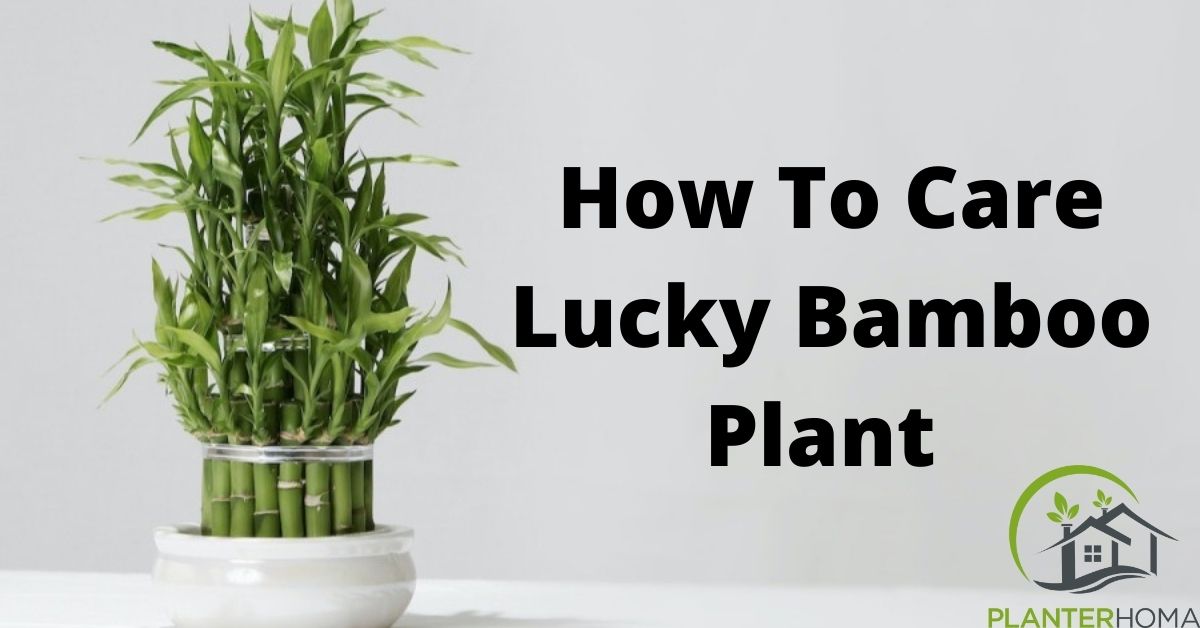 Bamboo Flowerpot: Are They Good for Plants? (Pros and Cons You Need to Know)