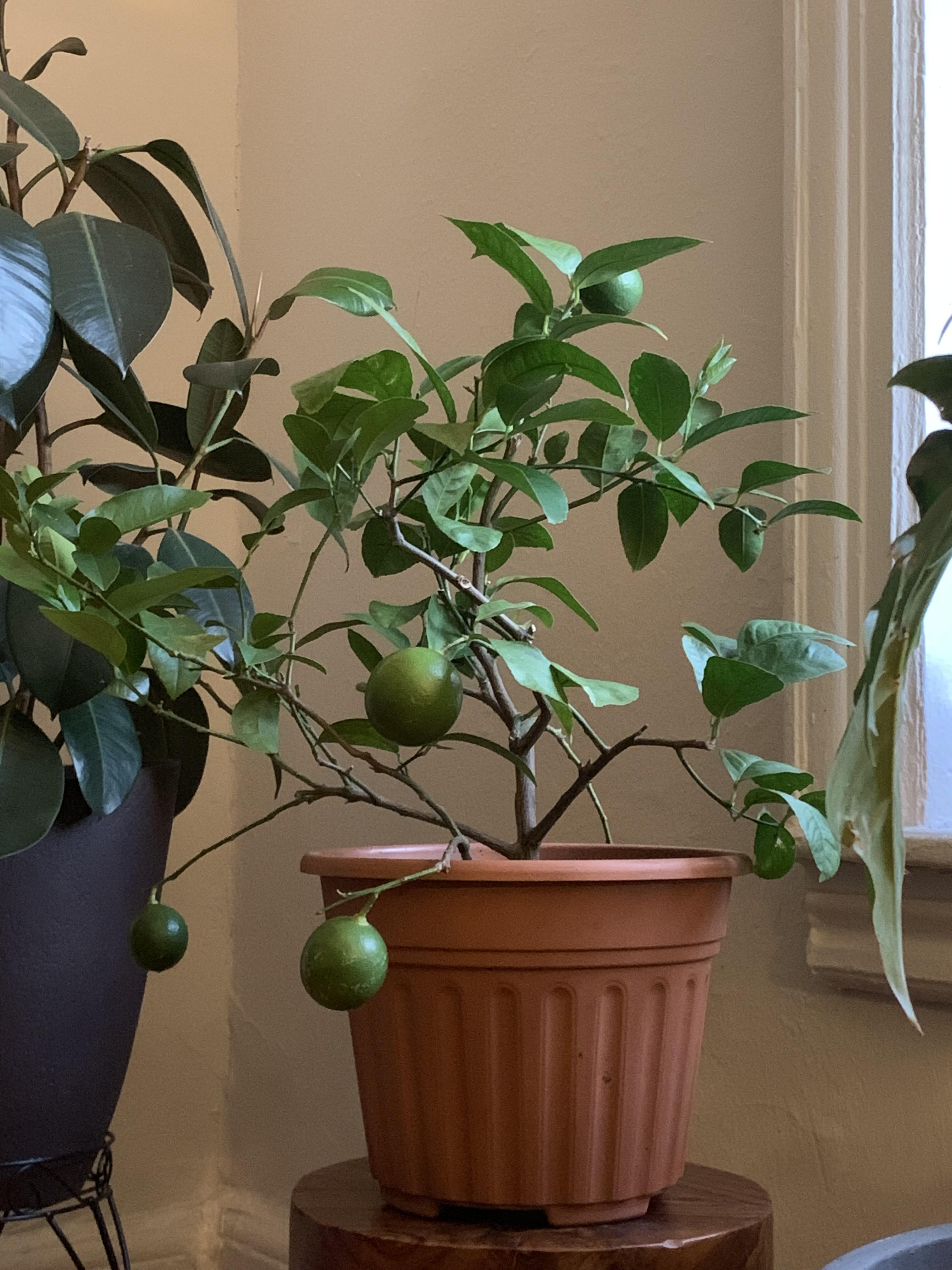 Lime Plant Care Indoors: Keep Your Tree Happy and Fruiting!