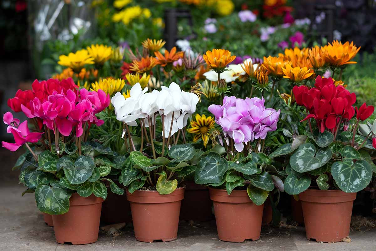 Need Indoor Plants with Flowers Low Light? Find perfect flowering plants here!
