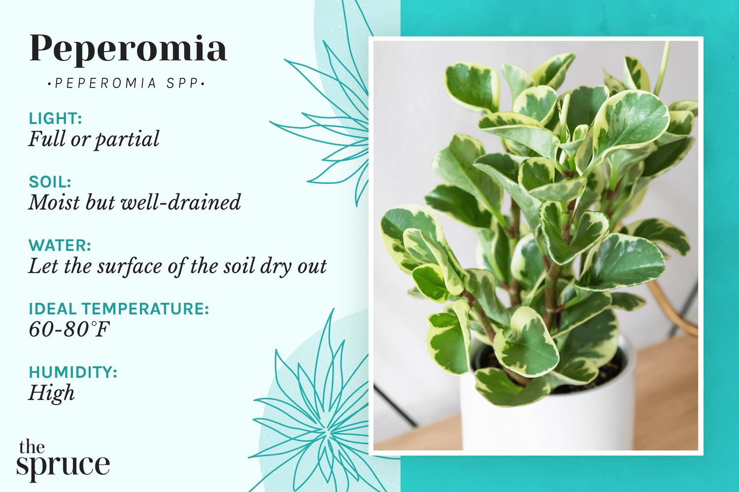 Pepperonia Care: Simple Tips for Happy, Healthy Plants!