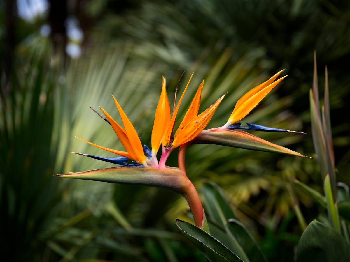 Find Flowers That Look Like Birds of Paradise: Easy Guide!