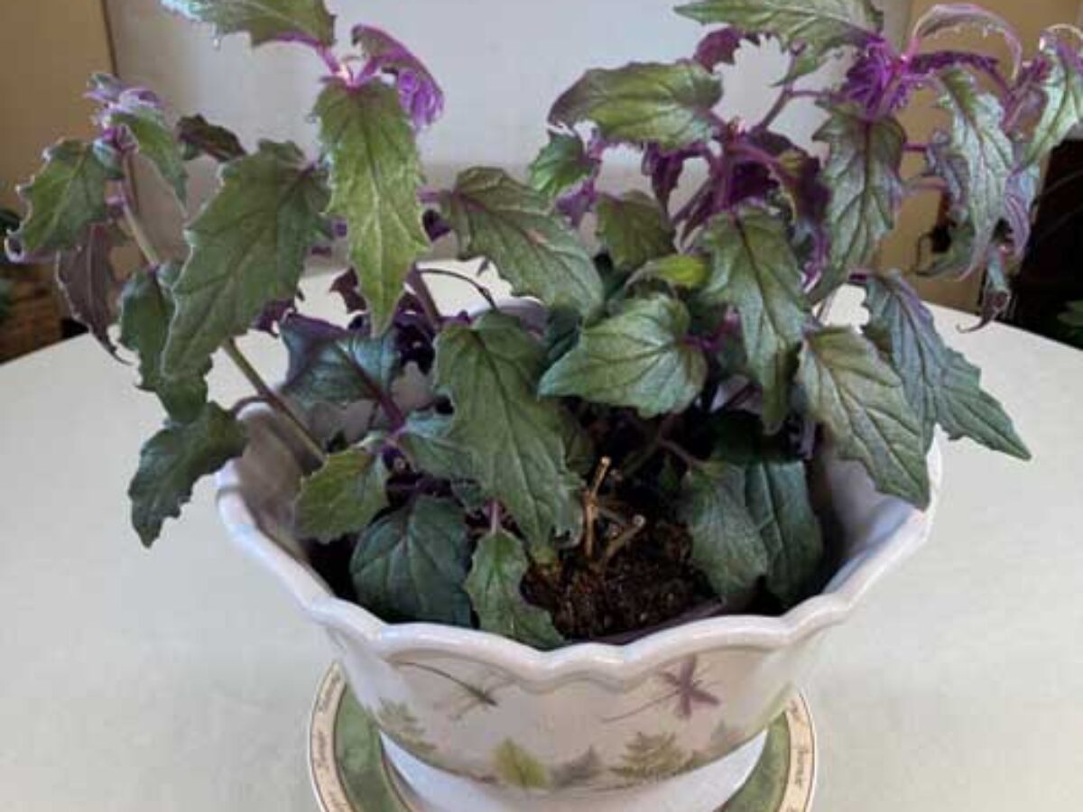 Purple Velvet Plant Care for Beginners: Common Mistakes to Avoid and Grow it well!