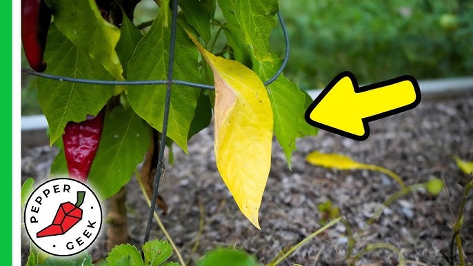 Pepper Plant Leaves Turning Yellow? Dont Panic, Discover The Reasons Why And What To Do!