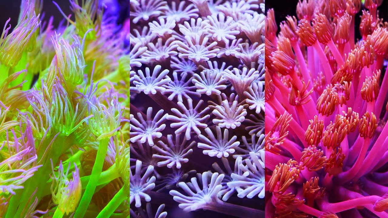 Flowerpot Coral Care Easy Guide (Simple Tips for Happy Corals)
