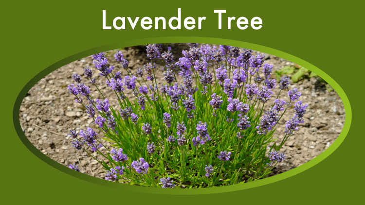 How do you take care of a lavender tree? Easy guide for beginners!