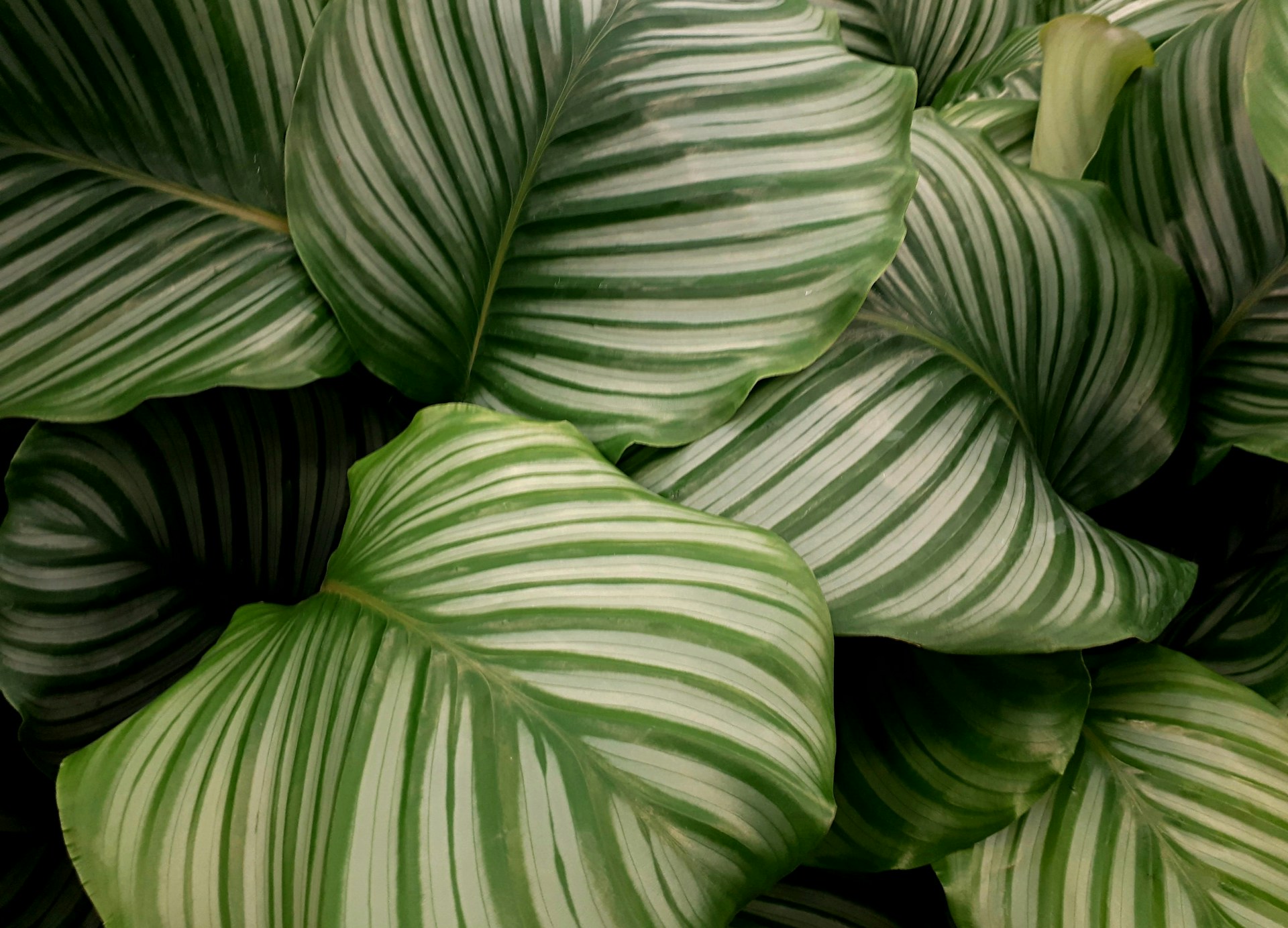 Are Calathea Plants Toxic to Cats? Keep Your Kitty Safe