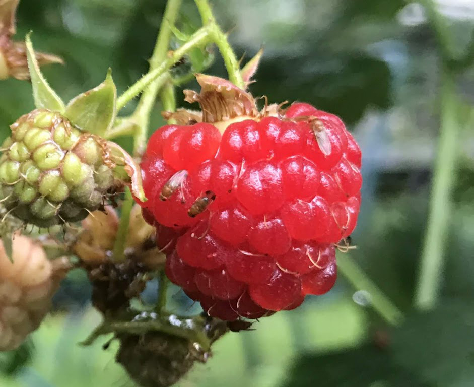 See Raspberry Pests and Diseases Pictures: Learn What to Avoid