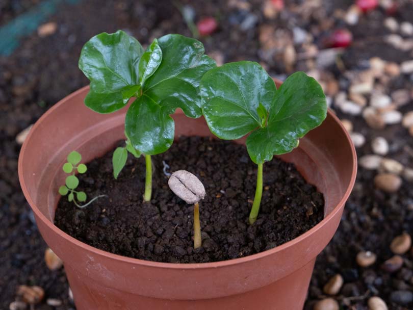 Coffee Plant Soil: What Kind Is Best for Your Plant?