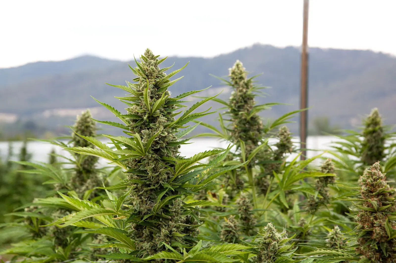 How to care for marijuana plants during flowering? Check out these expert tips for bigger yields!