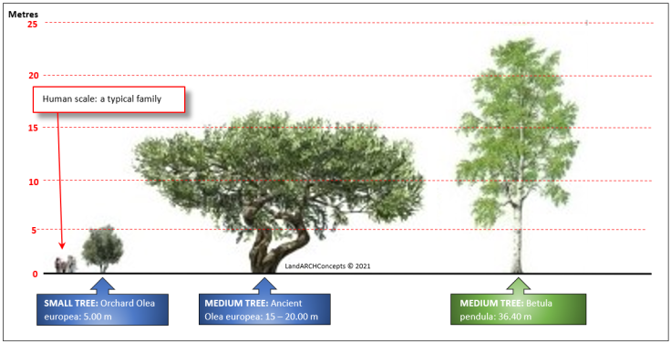 Understanding the Right Temperature Range for Olive Trees: Easy Growing Guide