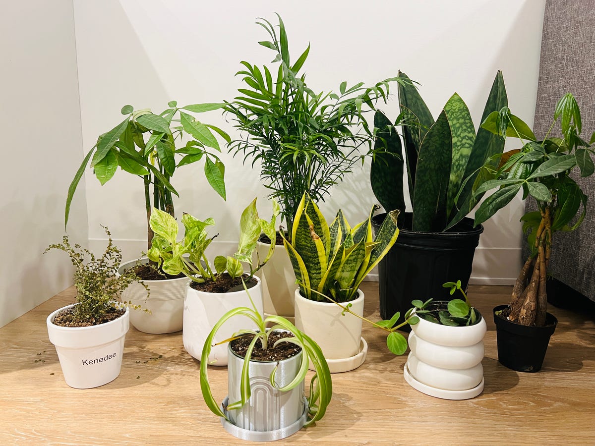 Where to buy a flowerpot tree? Check out top places for quality plants and easy care guides!