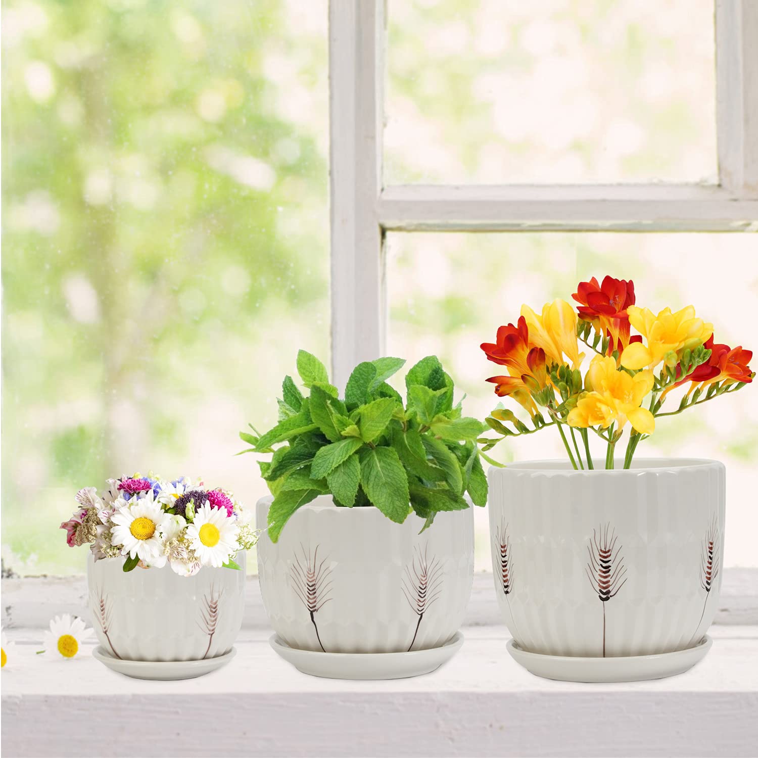 Flowerpot with Saucer: Get the Best Deals Here!