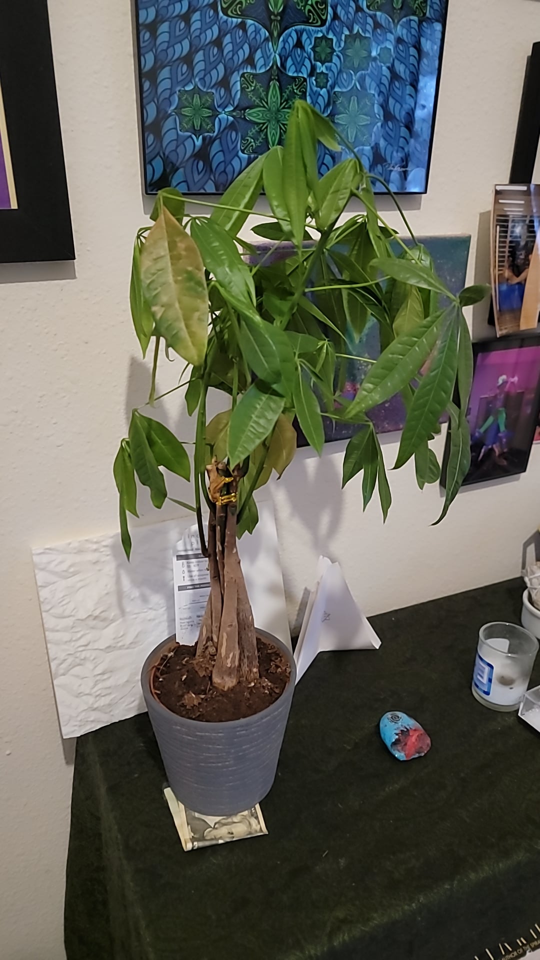 Can a money tree survive in low light? Tips to keep your money tree low light healthy.