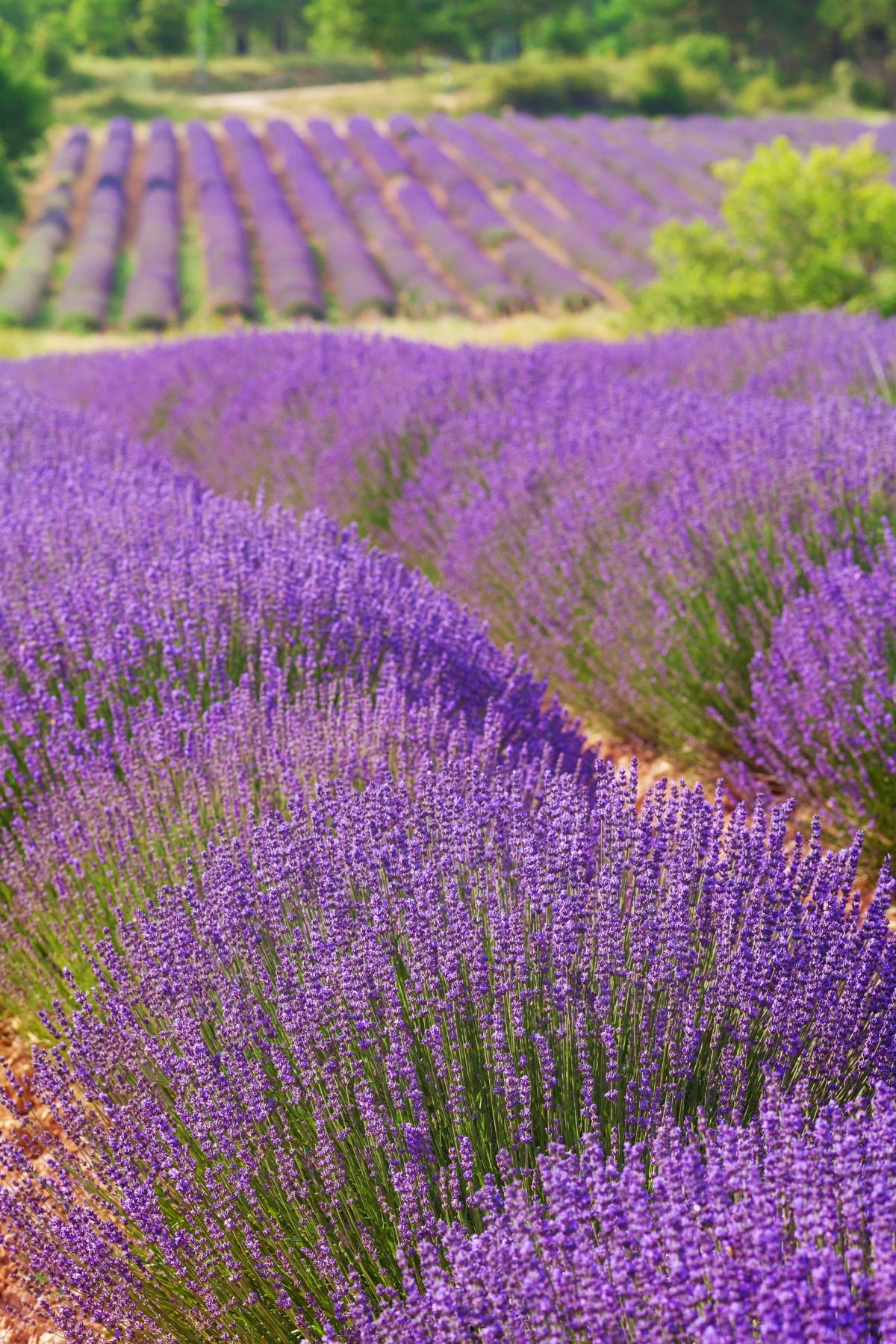 Winter Care for Lavender Plants: A Simple Guide to Help Them Survive.