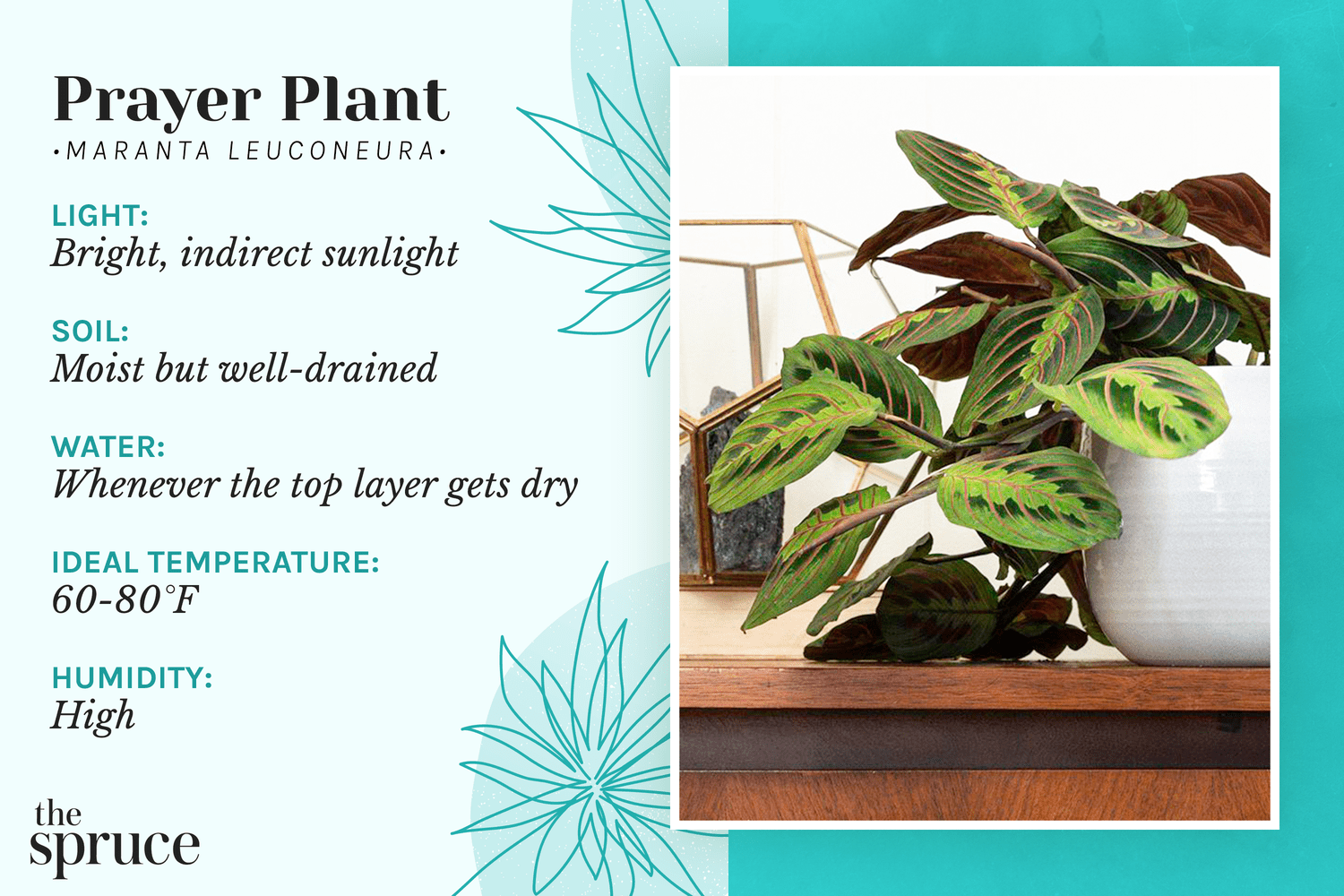 Best Seasons for Prayer Plant: Temperature Guide for Healthy Growth.