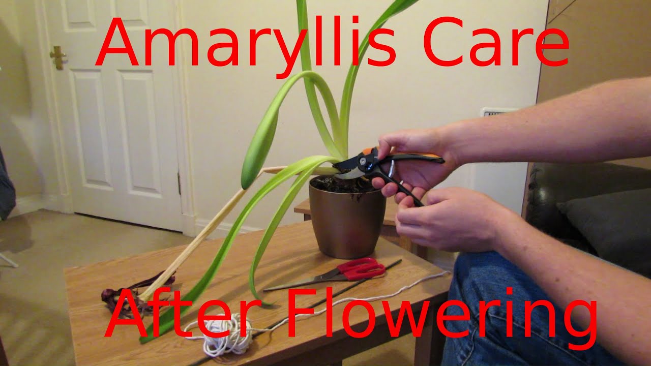 Hadeco Amaryllis Care After Flowering: How to Care and Get it to Rebloom Quickly!
