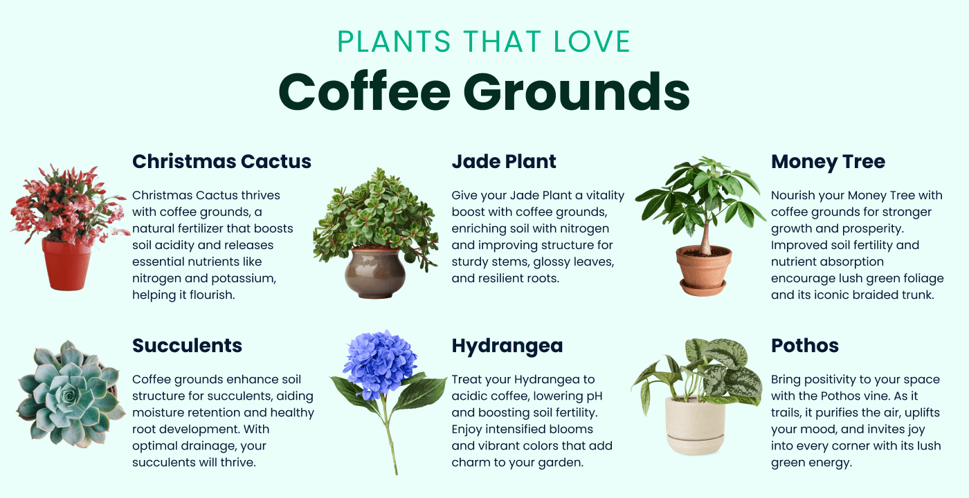 Coffee Grounds for Indoor Plants: How to Boost Your Plant Growth.