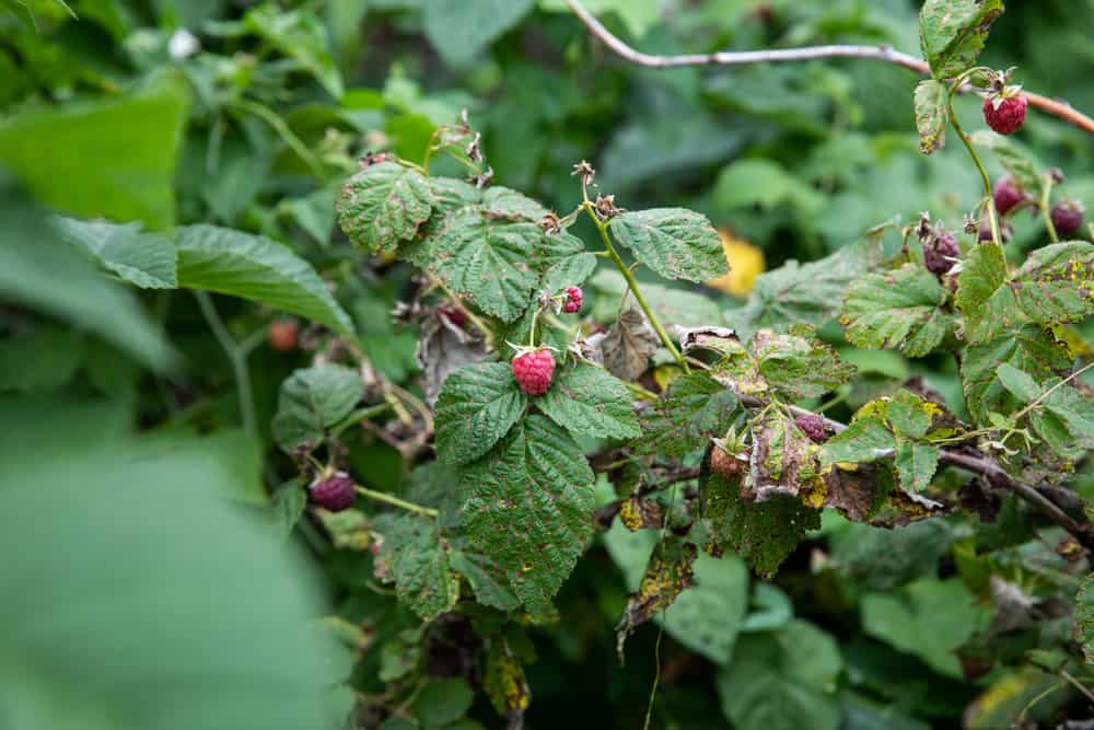 See Raspberry Pests and Diseases Pictures: Learn What to Avoid