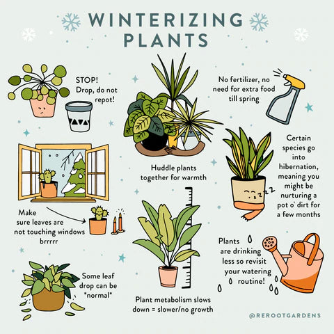 How to Care for Plants in Winter (Fertilizing Plants in Winter and Other Helpful Hints)