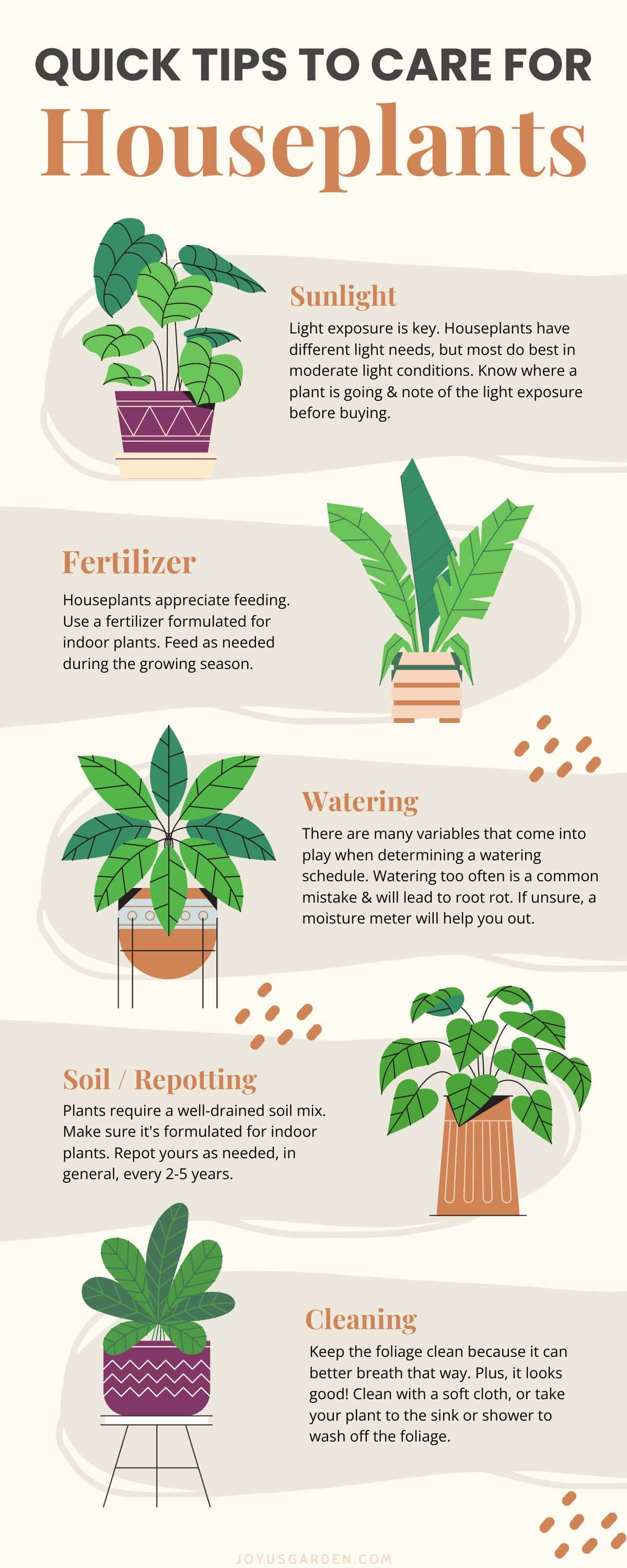 How to Care for Medium Light Plants: A Beginners Guide