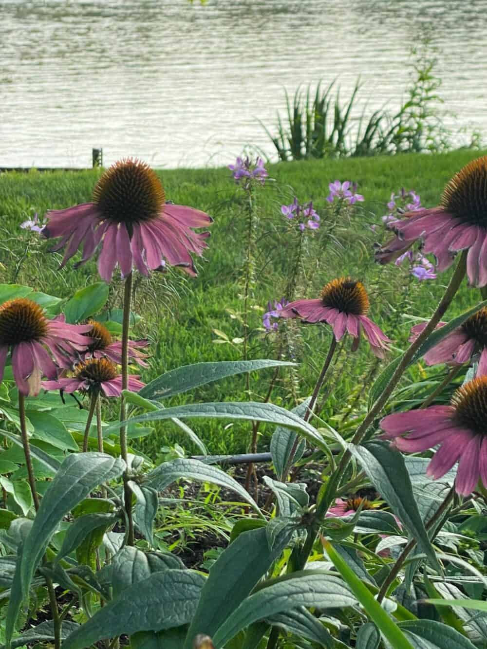 Best Flowers for Zone 5: Which Ones Are Easiest to Grow?