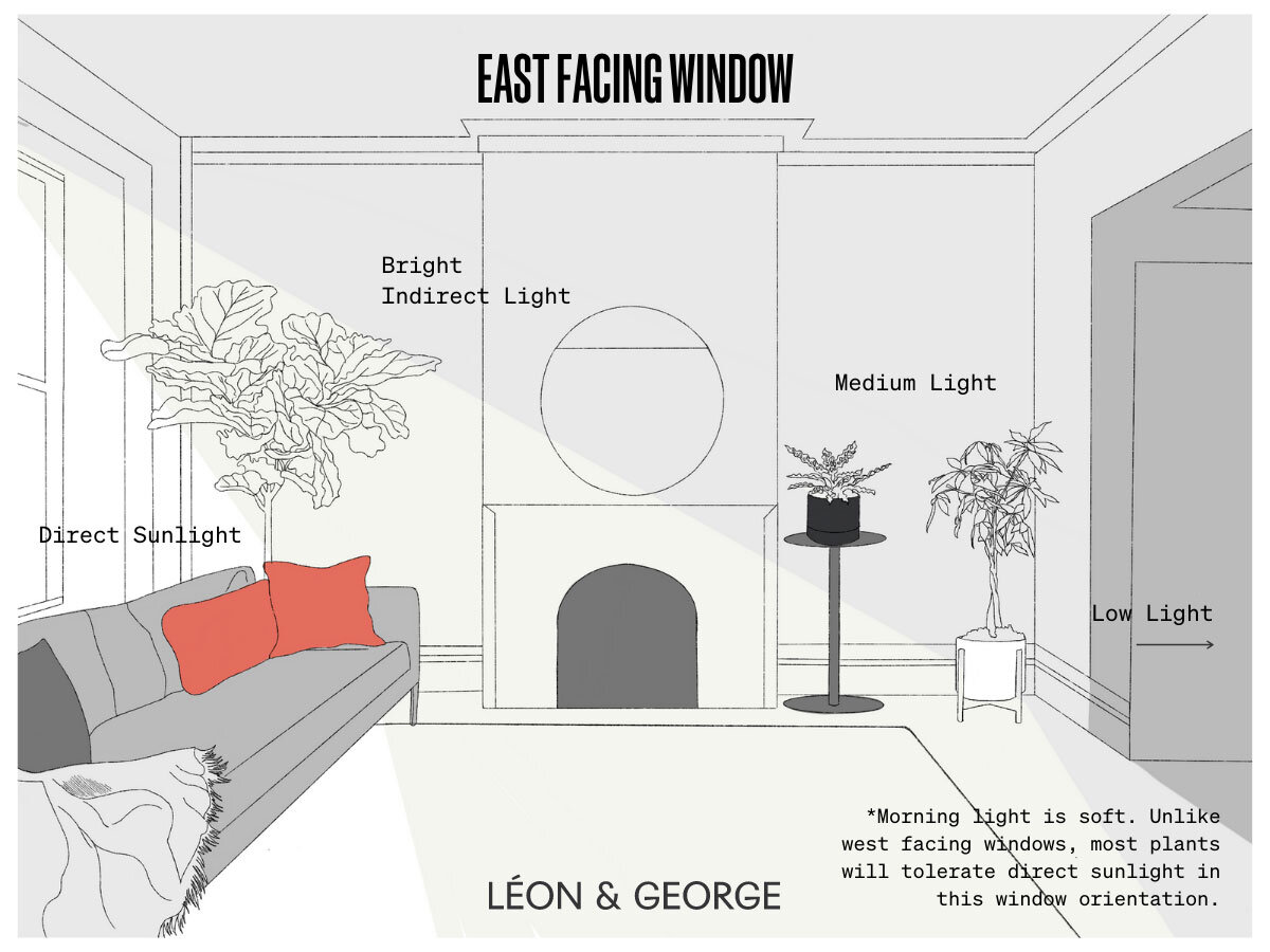 Bright Indirect Light East Window: What Plants Thrive in This Sunlight?