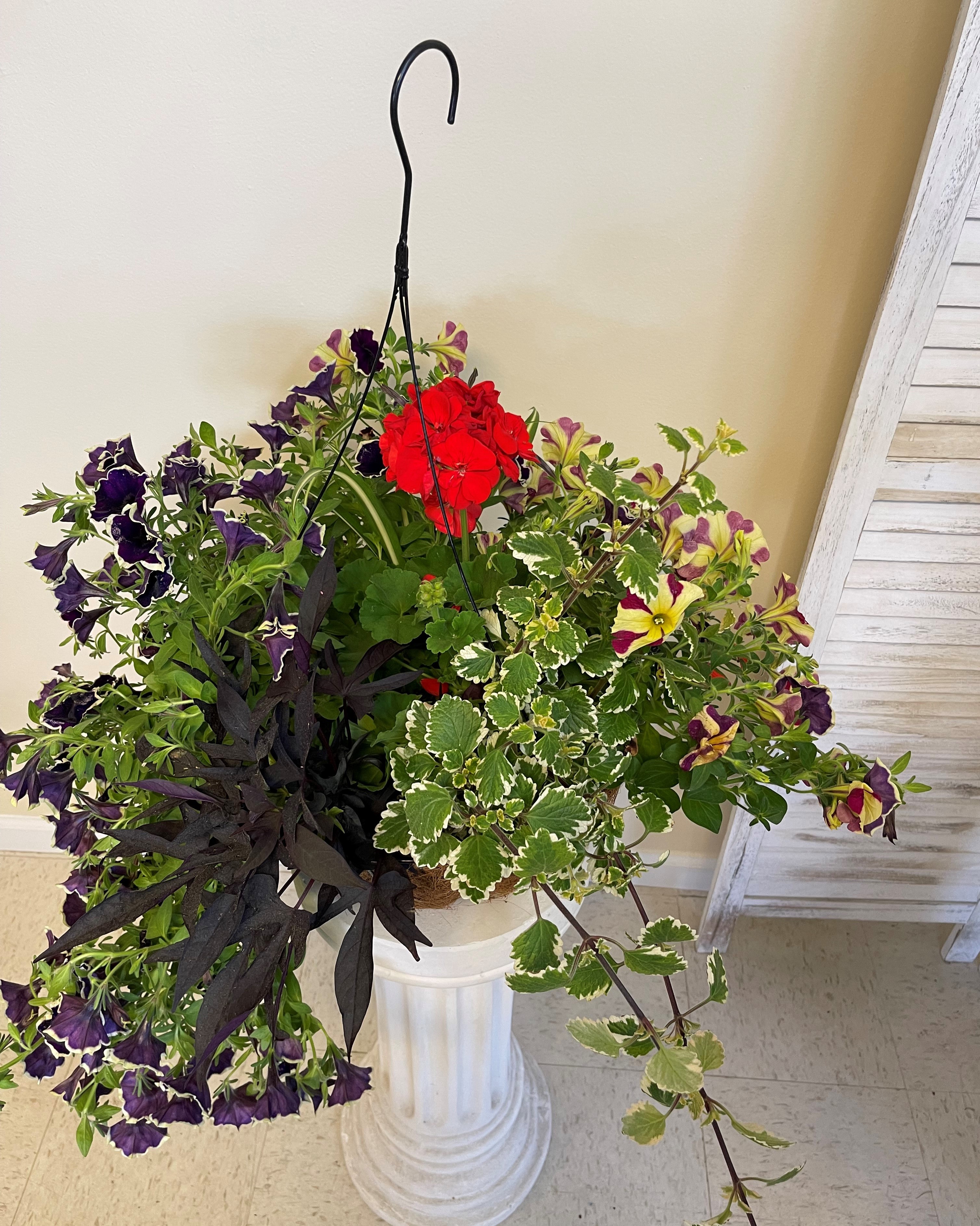 Order Hanging Basket Flowers For Sale: Delivered to You