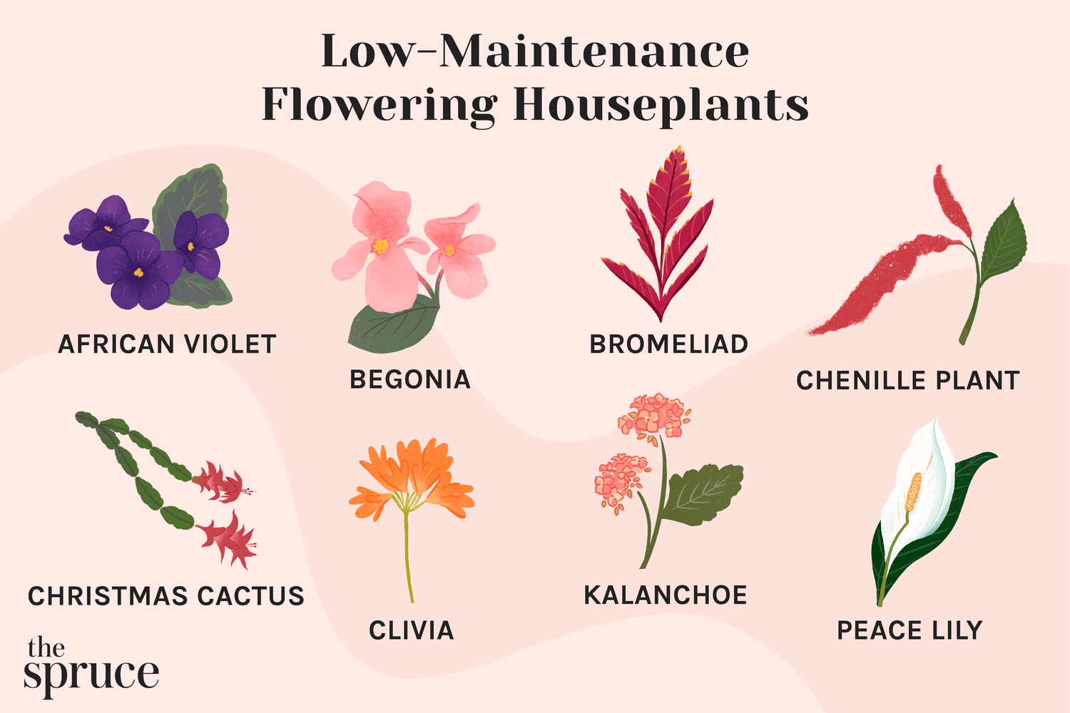 What are the best flowering houseplants? Check out these easy-to-grow options!